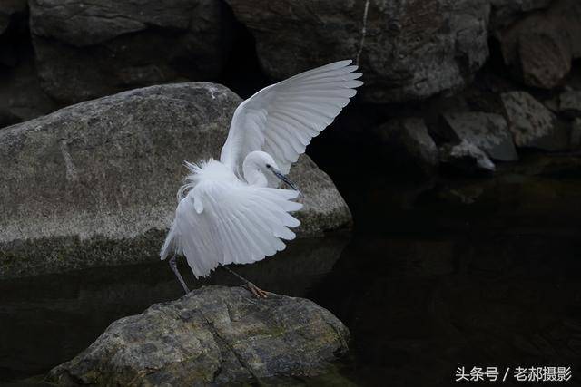 轻盈如雁之身姿,姿态飘逸