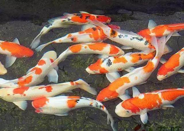 家居水景丨鱼的寿命一般有多长,这些你都知道吗?
