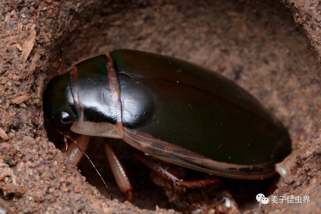 中国龙虱(dytiscus sinensis)