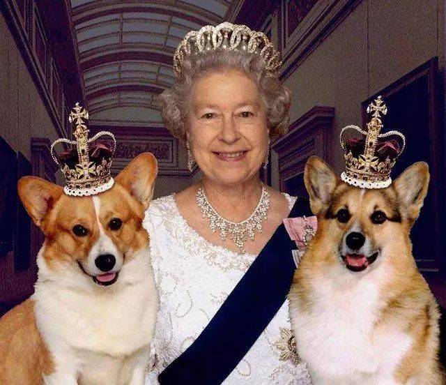 柯基 世界上地位最高的狗,英国皇室御用犬