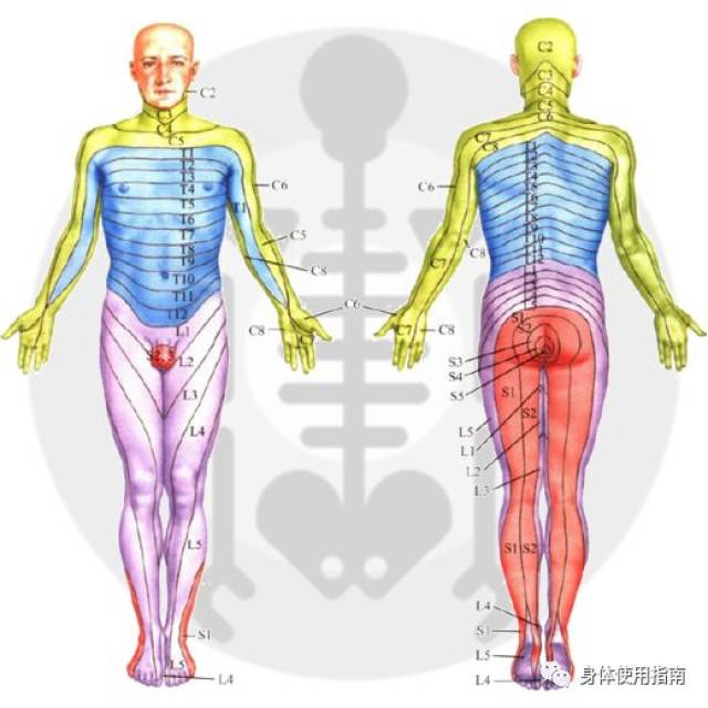 《身体词典》诊断定语解释│身体使用指南