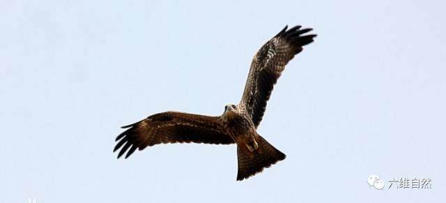 老鹰飞扑而下没有捉到小鸟,小鸟飞逃到空中却