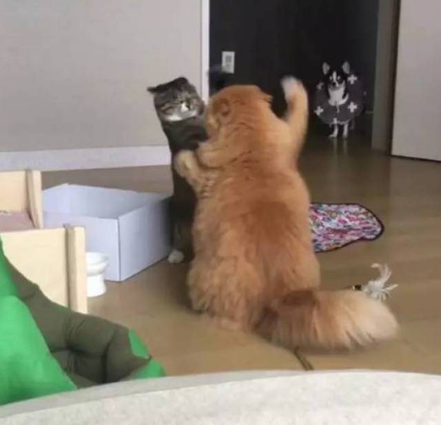 家里两只猫为了争宠而打架,旁边狗狗的表情亮了!笑得肚子痛