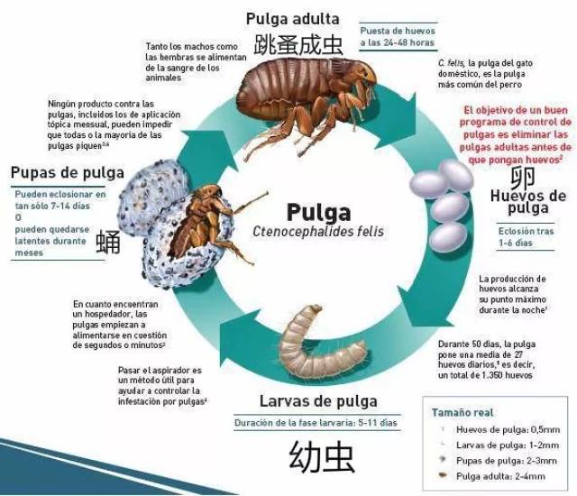 跳蚤 昆虫纲蚤目的昆虫 完全变态类 跳蚤为动物或人的体外寄生虫 最