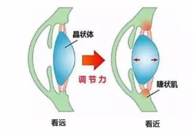 就像一个保持原状的弹簧;看近的时候,环形睫状肌收缩,晶状体悬韧带