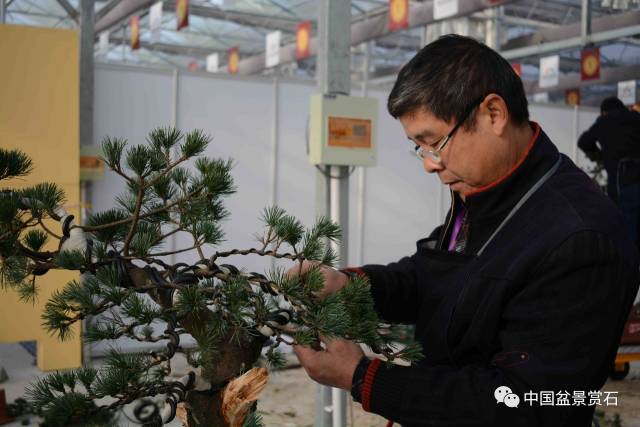 20天前的惊心动魄历史记忆大回放-中国爵复赛五针松大比拼全记录