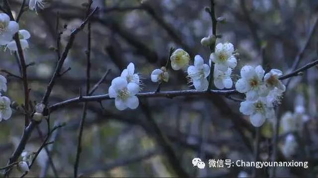 南雄梅花来添色!赏梅走起喽