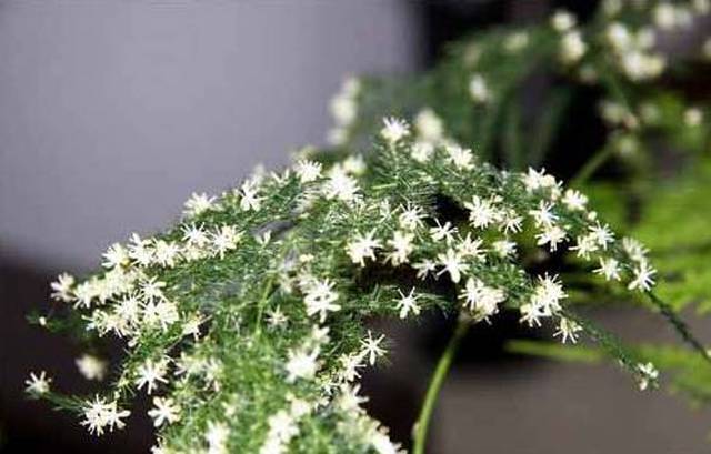 4,观叶植物之文竹开花