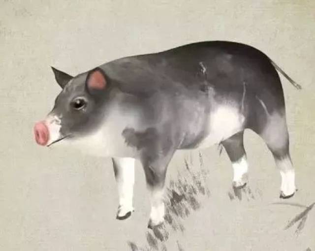 什么生肖最旺属猪的 ebd1879db9d84839b4d6f56aa078eb19.jpeg