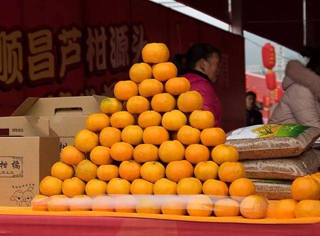 全国最大的橘子亮相顺昌!