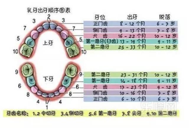 图解宝宝长牙时症状和顺序,你的宝宝掉队了吗?