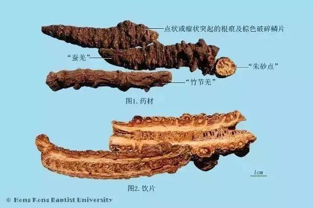 伞形科植物羌活notopterygium inchum ting ex h,t- chang 或宽叶羌活