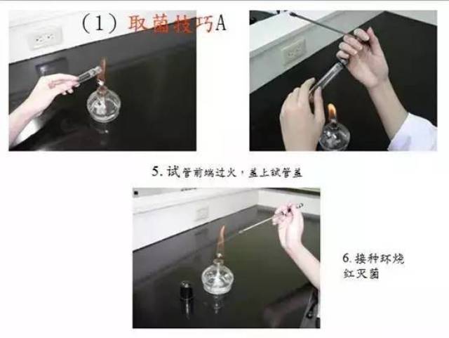 (4)接种用具在使用前,后都必须灼烧灭菌; (5)在接种培养物时,协作应