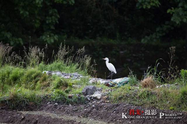 有一种芳菲叫土豆花开 艳丽多姿,动人心魄 在金川县德胜村大桥头 一