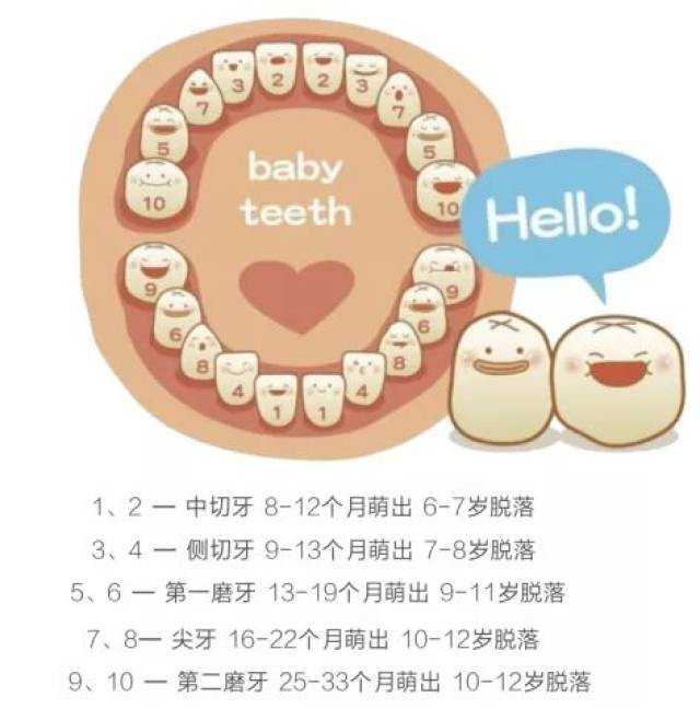 自67岁至12岁,牙逐渐脱落而被恒牙所替代.
