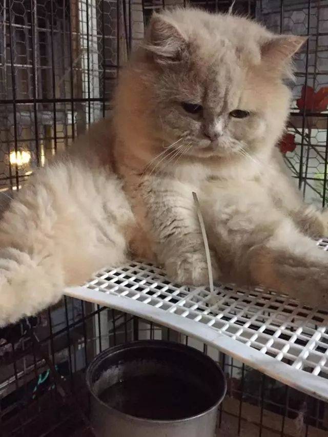 猫咪做完绝育后,表情出卖了它的想法!