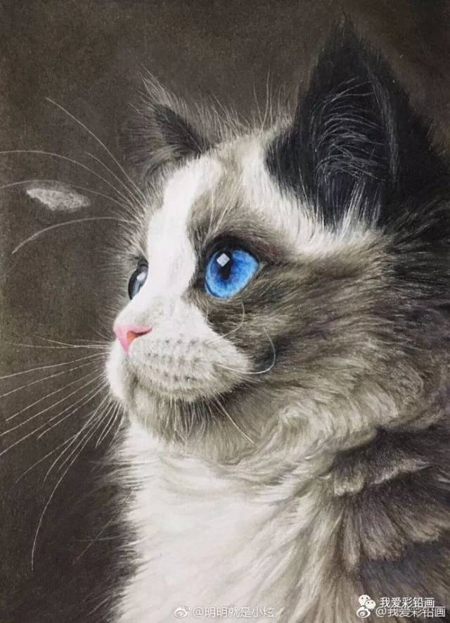 彩铅手绘|一只高冷的【布偶猫】