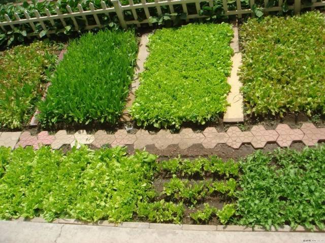 好文分享|迟子建《年年依旧的菜园》