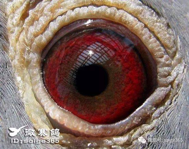 牛眼,又名正红眼,也叫血眼,它同砂眼,鸡黄眼有着本质的区别.