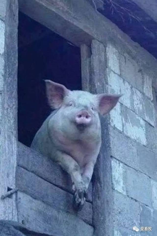 15张关于猪的爆笑图片,第一张我就没忍住!