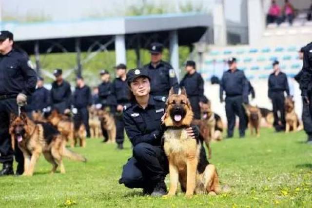 还有我们那特殊的"警探"—— 警犬