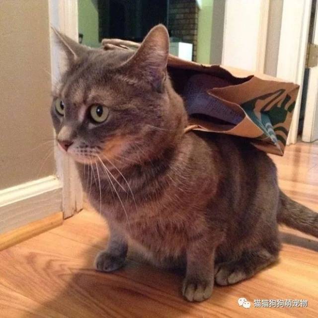 戴着披风的猫,既帅气又可爱!