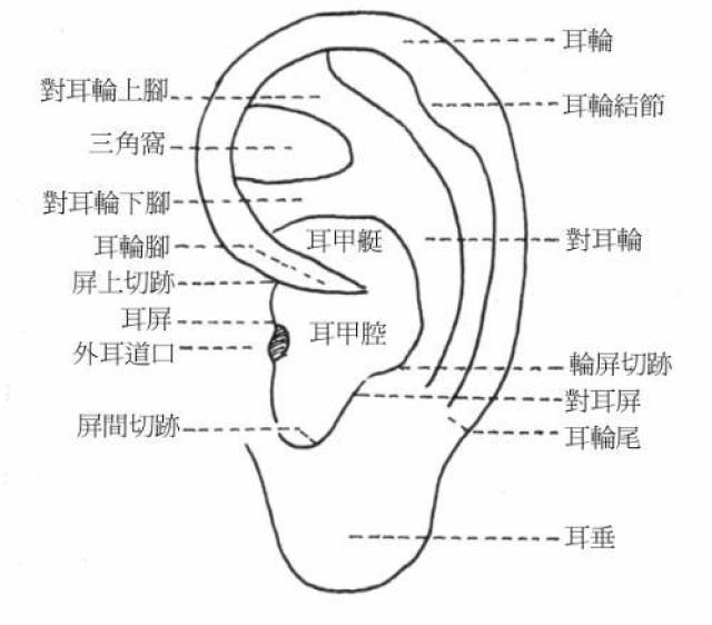 中医诊断:如何通过耳朵来诊断健康_手机搜狐网