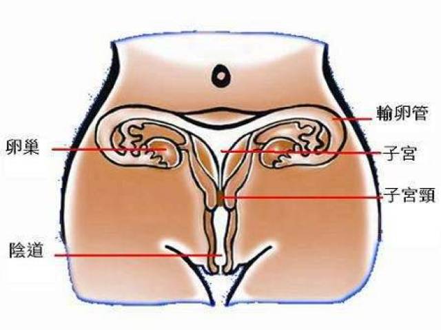 体检指标解读之妇科检查——子宫及附件