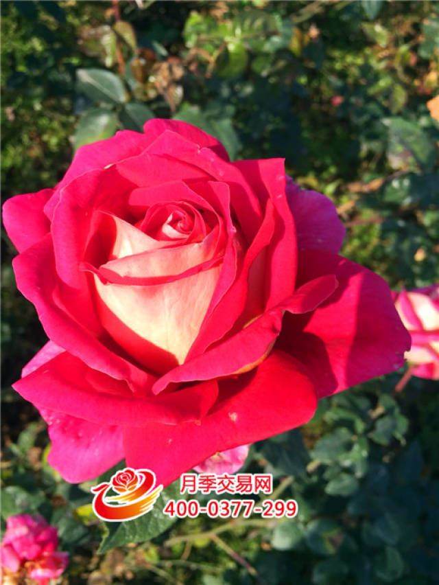 月季花“3大要领”带你安全越冬!(图1) 月季花“3大要领”带你安全越冬!(图1)