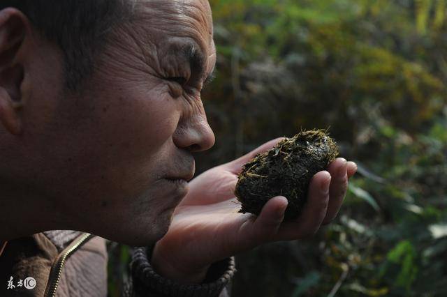 人类粪便价值多少?最贵的一根粪便,可谓稀世珍宝,比宝石还贵!