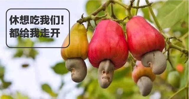 年货坚果 | 腰果:除了长相具有攻击性,它还随身