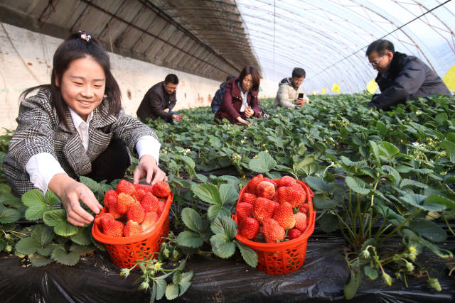 一位女孩在北京昌平区兴寿镇的美林间采摘园草莓大棚里码放刚采摘的