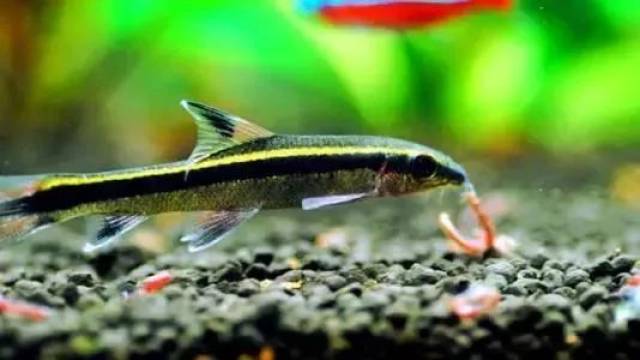 草缸里养什么鱼好?该怎么选择适合草缸养的鱼