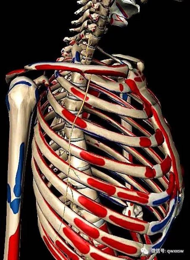 精进专题神经篇--肩胛背、胸长神经