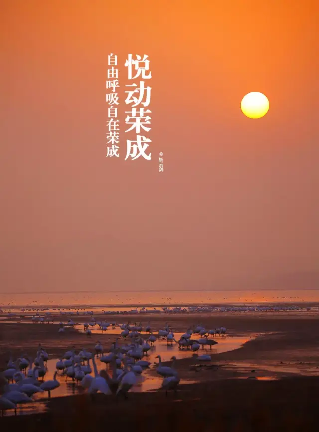 荣成旅游:樱花湖畔有幸福之约有天鹅作伴,外地游客纷纷前来置业