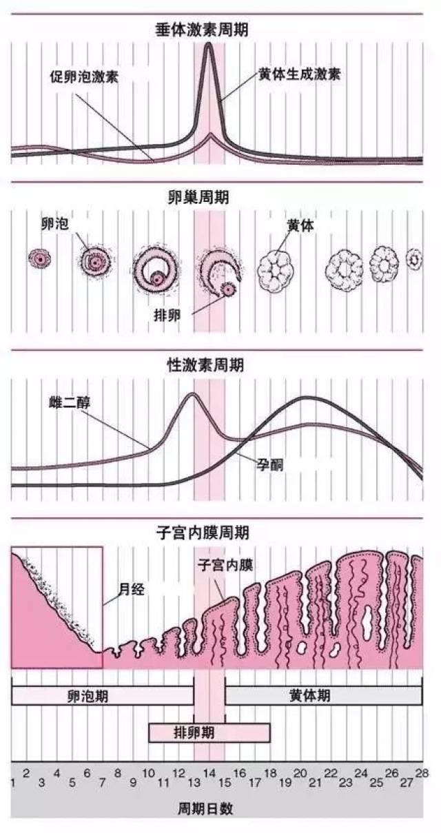 主要目的是看有无排卵前黄体生成素峰值及判断是否接近/或已排卵,与