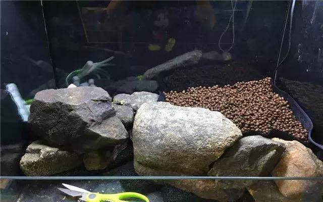 家居水景丨原生溪流自制水陆缸制作详解