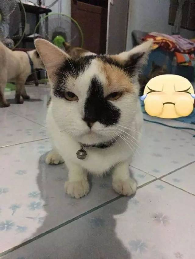 蜜蜂被猫咪蛰了,脸肿成网友,猫咪:章鱼有苦说不出啊!汪汪队大包子是第几集图片