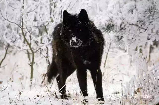 北美灰狼有棕色,黑色和白色,成年狼的体重一般在50到80公斤,有记录的
