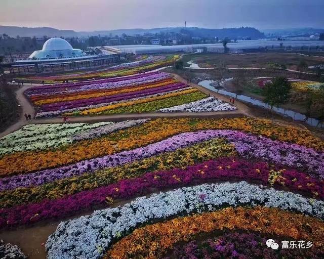 主办单位:绵阳市仙龙向山生物科技有限公司 地点:富乐花乡向山花卉