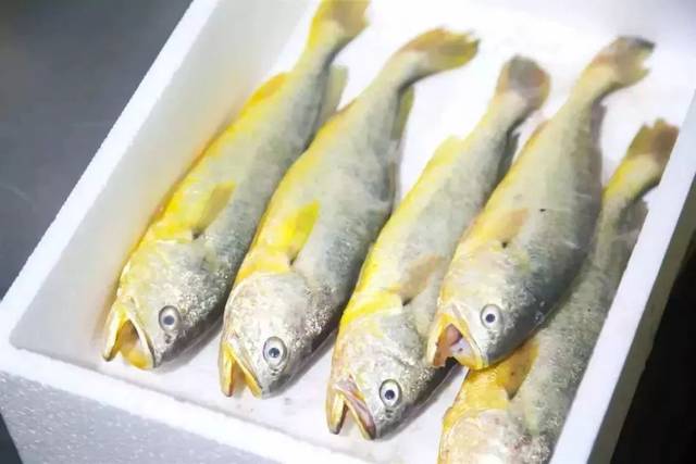 台州人传疯了!68岁老人,靠一条黄鱼创业成网红!2018年第一励志