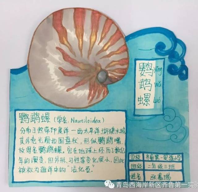 【齐小新闻】"神奇的贝壳"科普卡片设计大赛获奖名单揭晓