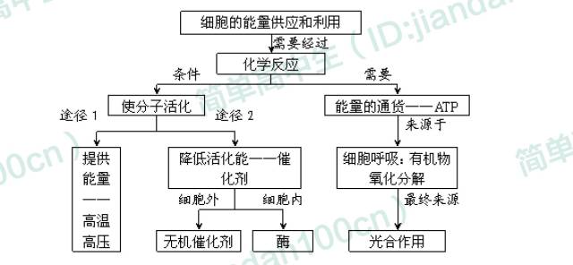 主要:酶,atp,细胞呼吸,有氧呼吸,无氧呼吸,光合作用,光反应阶段,暗