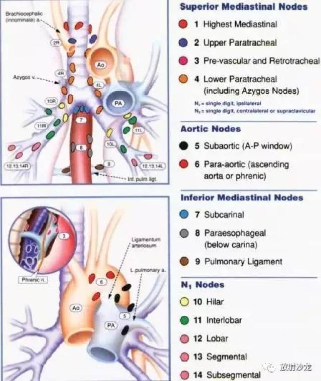 thoracic society,ats)对其进行了修改并对淋巴结的解剖部位做了更