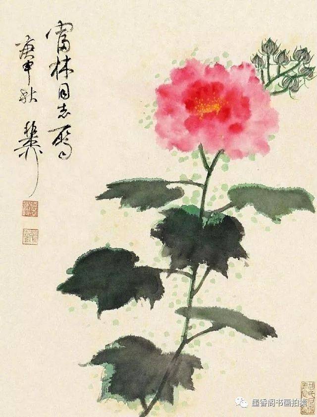 大师谢稚柳笔下的芙蓉花!寓意多多!