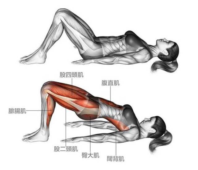 3 训练肌肉部位:股四头肌,股二头肌,腓肠肌,臀大肌,腹直肌. 步骤: 1.
