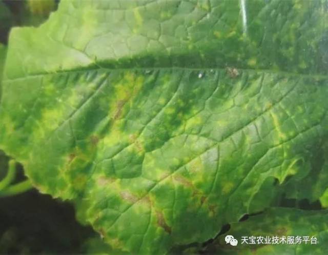 西葫芦高清病虫害图谱(下)
