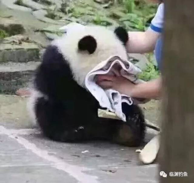 笑掉裤子:2017年最火表情包,最搞笑图片,最没品新闻集锦