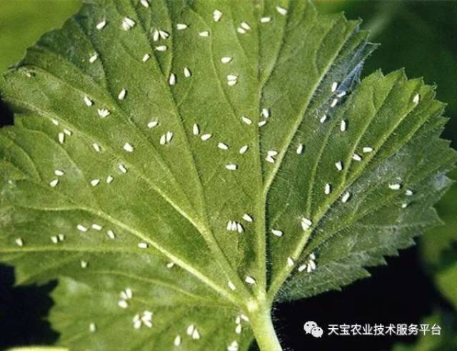 怎样区分烟粉虱和白粉虱?