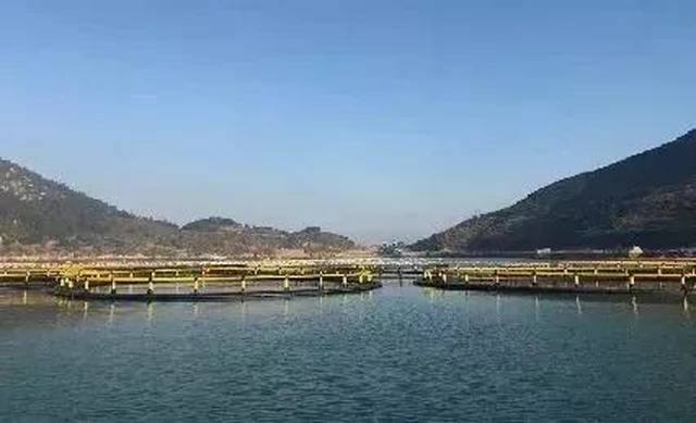 台州人传疯了!68岁老人,靠一条黄鱼创业成网红!2018年第一励志